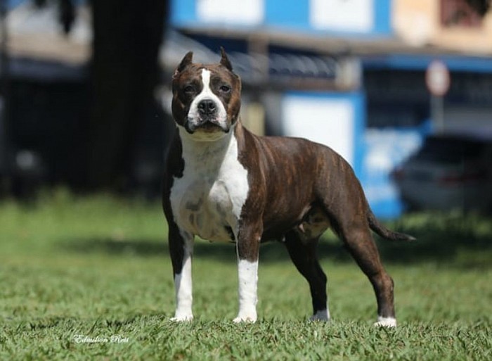 Amstaff Lyra Star terrier