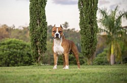 Max - Jovem