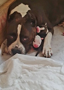 Penelope