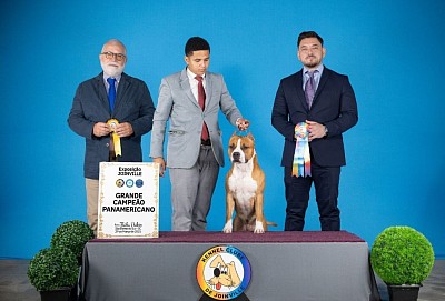 Amstaff,american staffordshire terrier, filhotes, ast, bull, terrier, minas gerais, canil, fortvenom