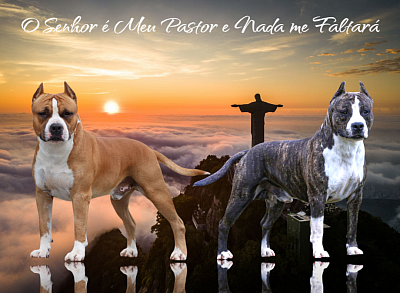 Amstaff,american staffordshire terrier, filhotes, ast, bull, terrier, minas gerais, canil, fortvenom