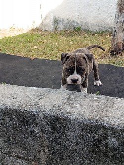 Macho disponível