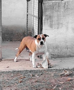 Fêmea Amstaff