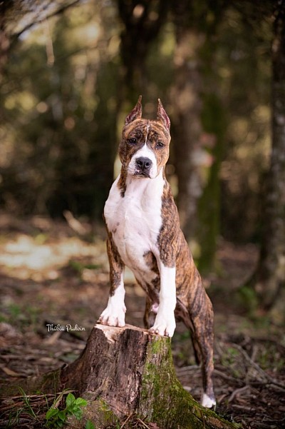Amstaff,american staffordshire terrier, filhotes, ast, bull, terrier, minas gerais, canil, fortvenom