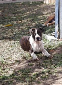 Fêmea Dourada/Branco